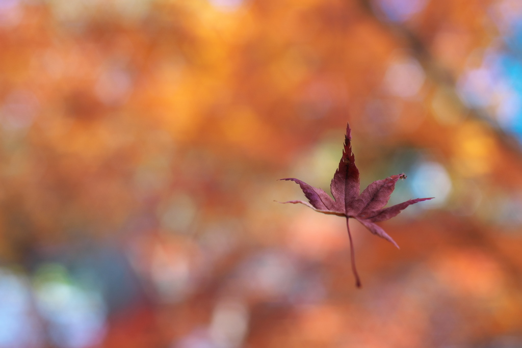 住吉神社の紅葉（モミジ）６