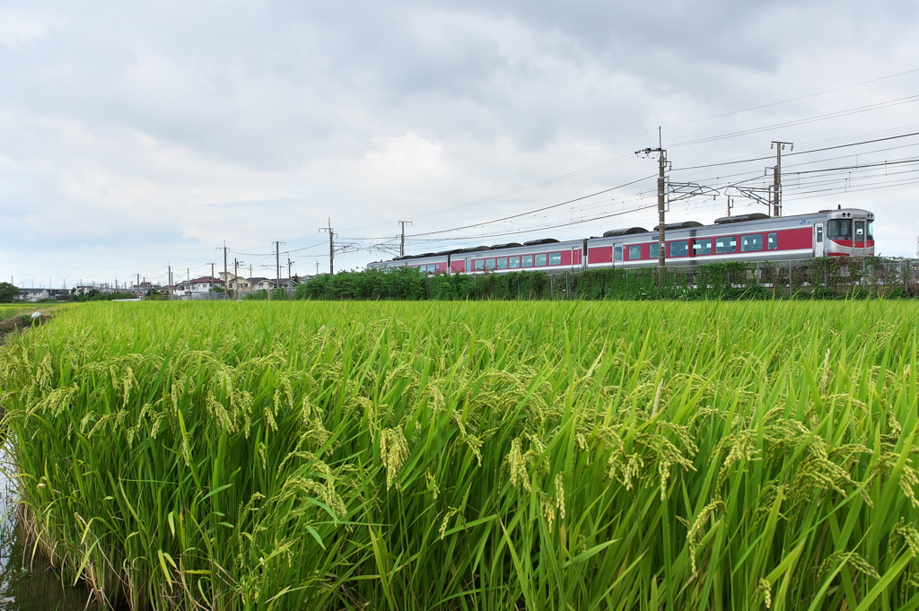 稲穂をかける特急はまかぜ
