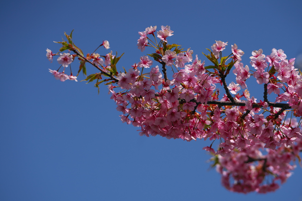 初春に咲く河津桜（カワヅザクラ）１