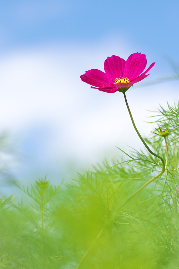 溜池土手に咲く秋桜（コスモス）３