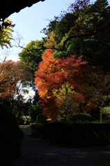 紅葉を求めて３（大願寺）