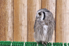 ふくろうカフェのフクロウたち１