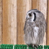 ふくろうカフェのフクロウたち１