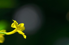 黄色の花２題１（キソケイ）