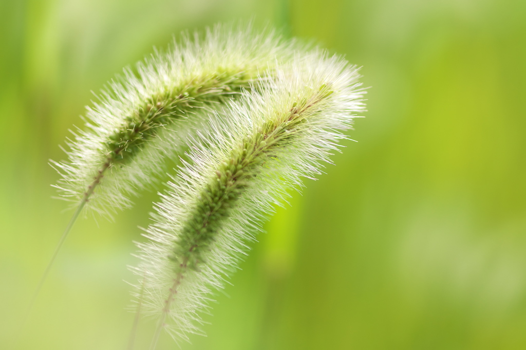 道端に咲く野草花（エノコログサ）