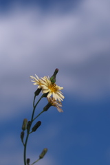 畦に咲く秋の野芥子（アキノノゲシ）
