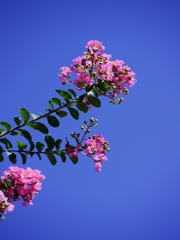 夏の花々２１（百日紅）