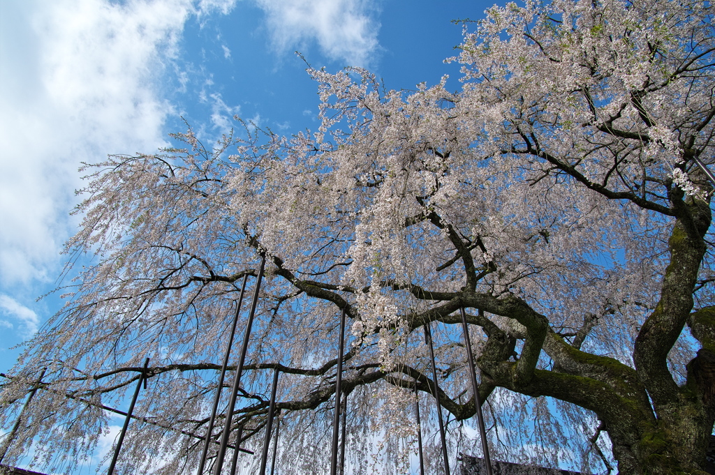 泰雲寺（たいうんじ）のしだれ桜