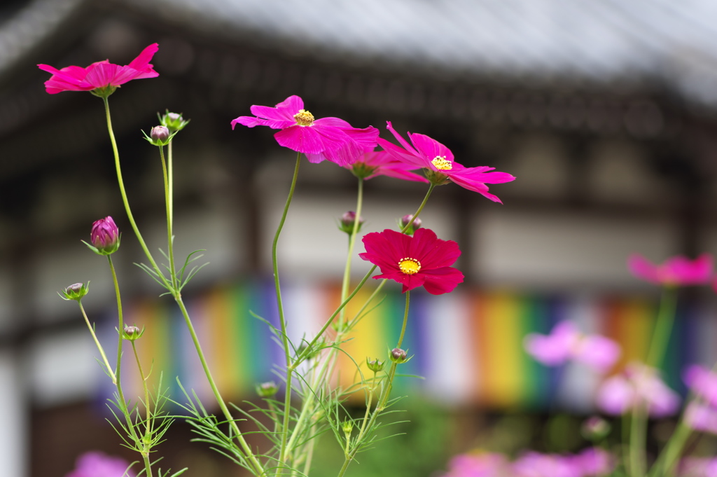 コスモス寺（般若寺）にて２