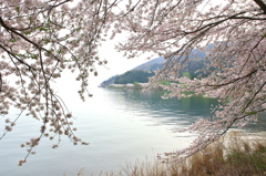 琵琶湖は海津大崎の桜１