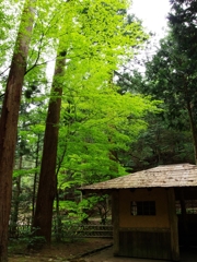 新緑の候４（瓜割の滝）