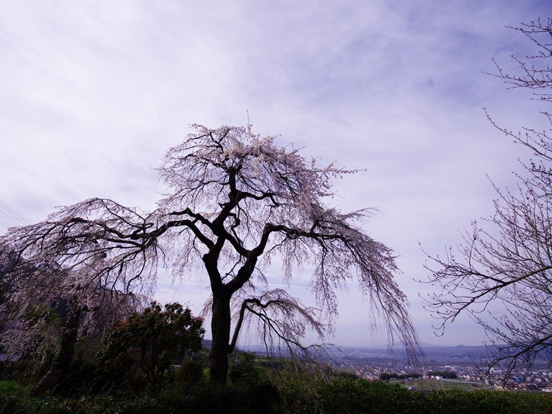 桜巡り２（地蔵禅院）