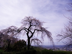 桜巡り２（地蔵禅院）