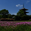 三重塔とコスモス畑１