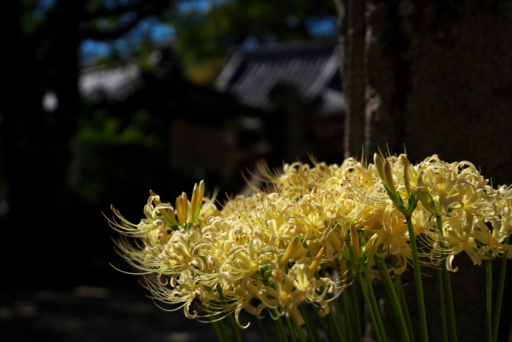 神社に咲く彼岸花（白花）１