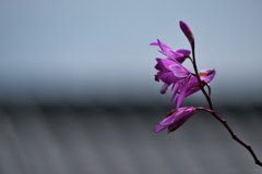 路傍に咲く紫蘭（シラン）１