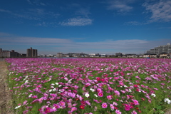 溜池土手のコスモス畑１