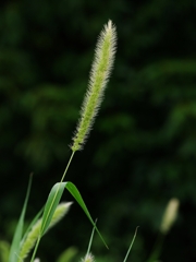 （まだ）夏の花々３２（狗尾草）