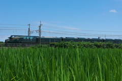 夏の田圃を行く瑞風（みずかぜ）