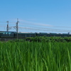 夏の田圃を行く瑞風（みずかぜ）
