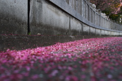 紅梅（コウバイ）の落花２