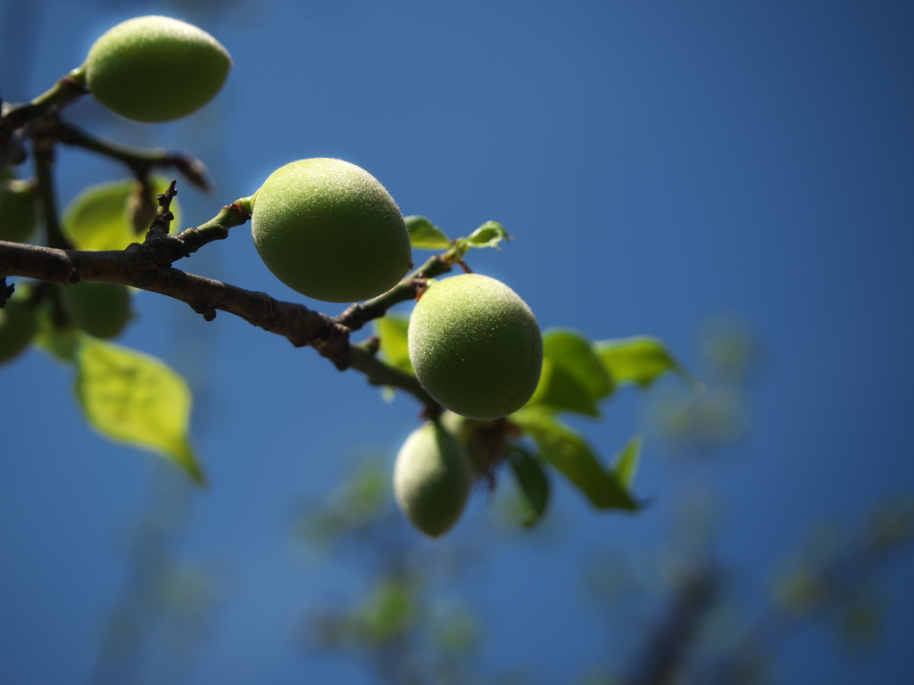 公園の梅が実をつけた