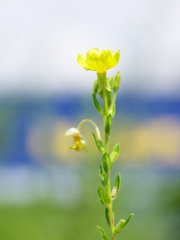 夏の花々２４（雌待宵草）