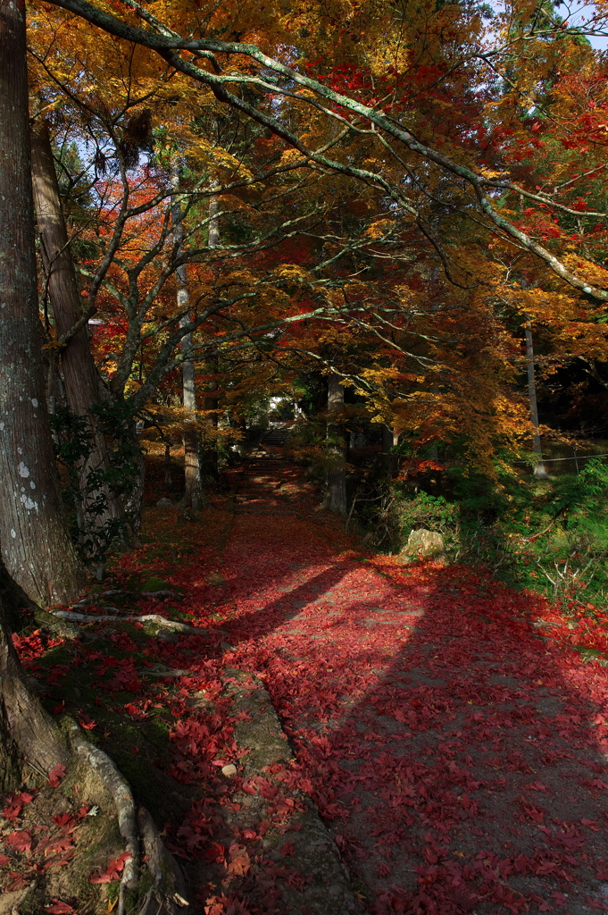 京都南丹龍隠寺（りょうおんじ）の紅葉１