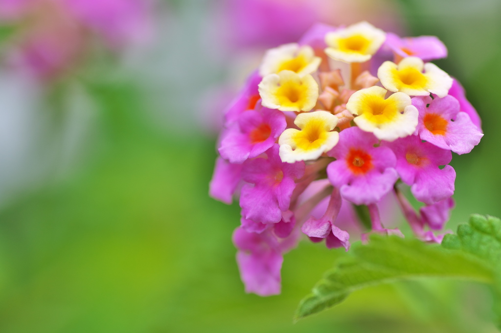 街角に咲く夏の花（ランタナ）