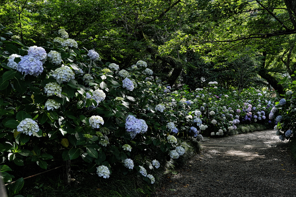 矢田寺の紫陽花（アジサイ）１