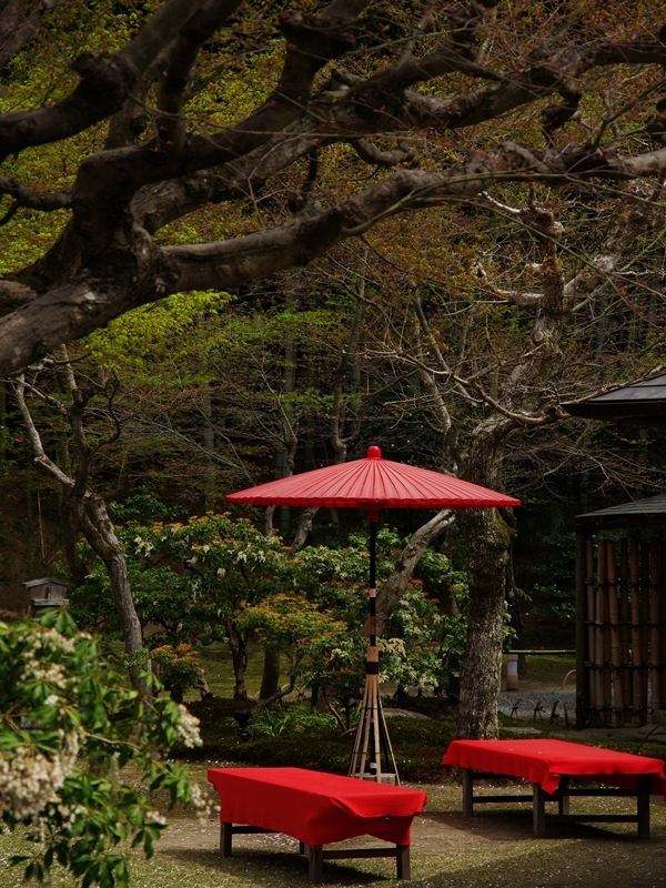 桜巡り４（高台寺）