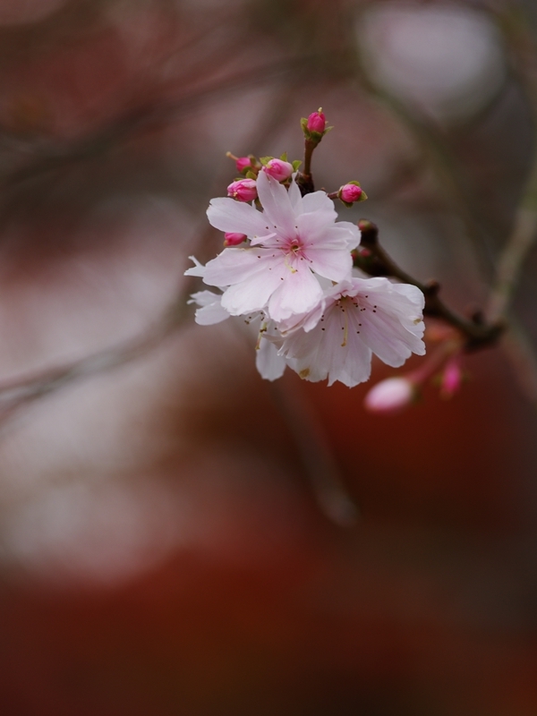 須磨離宮公園の晩秋３（十月桜）