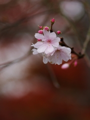 須磨離宮公園の晩秋３（十月桜）