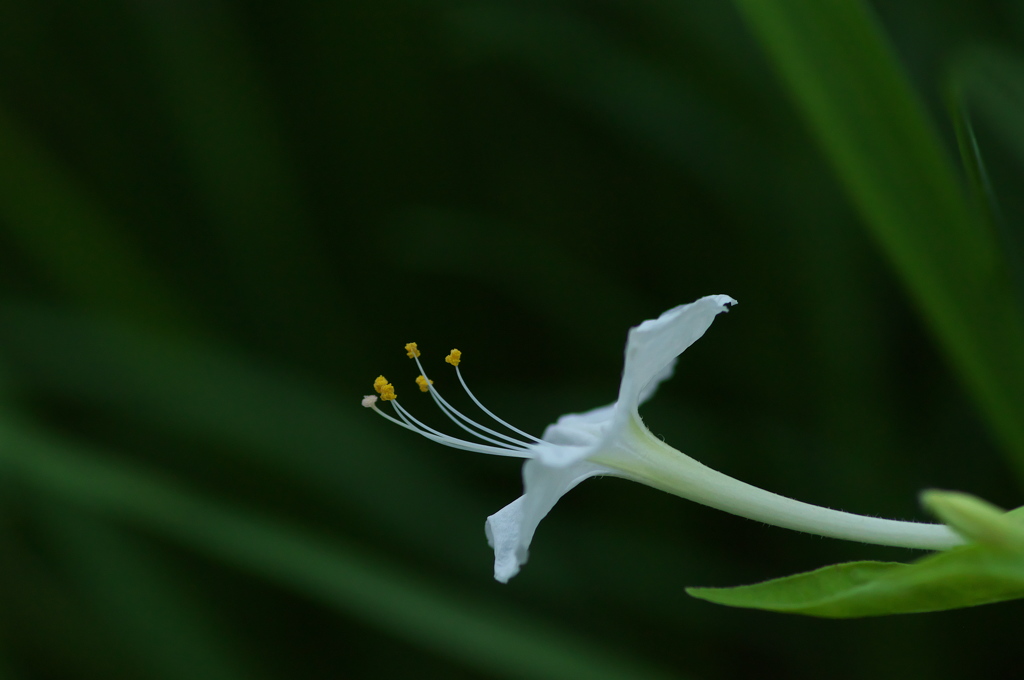 夜の白粉花（オシロイバナ）