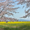 藤原宮跡の菜の花畑３