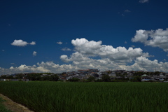 夏雲と田圃２