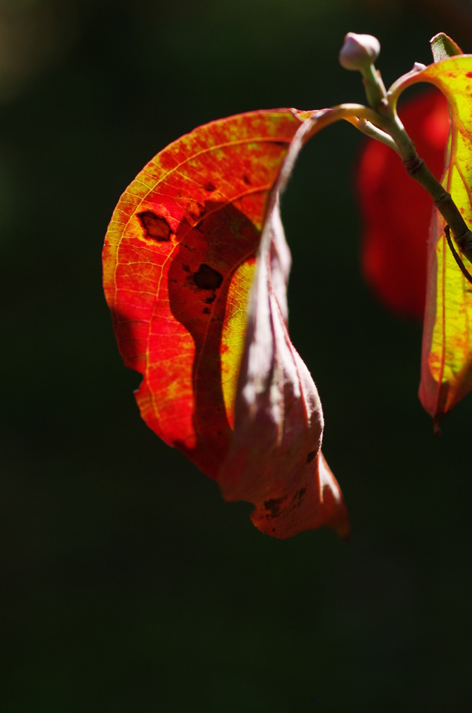 花水木（ハナミズキ）の紅葉