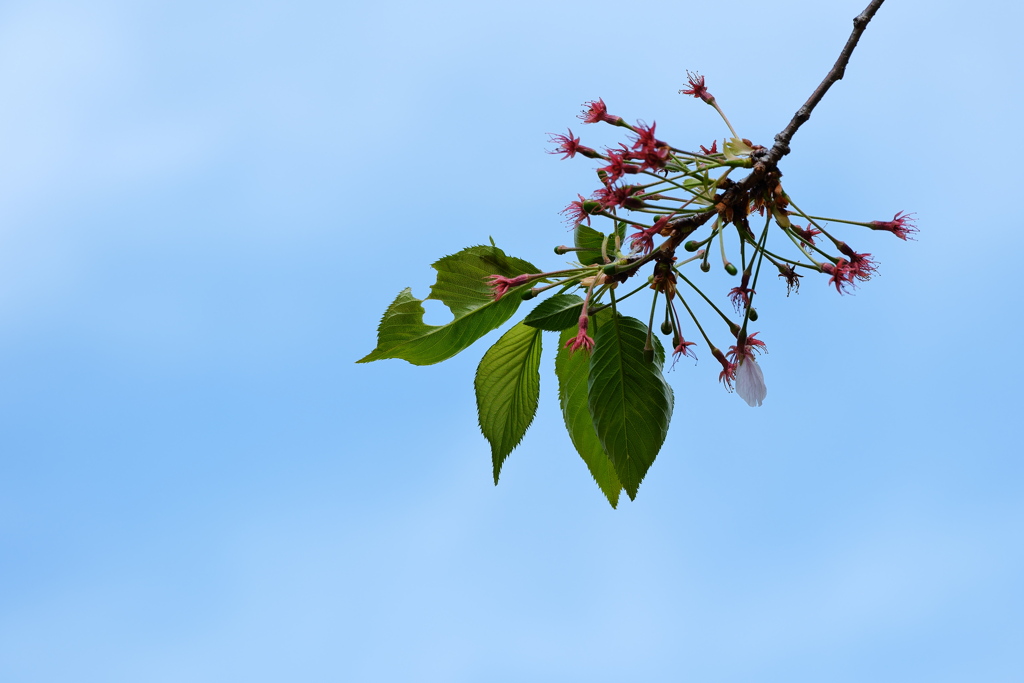 公園の桜蘂（さくらしべ）２