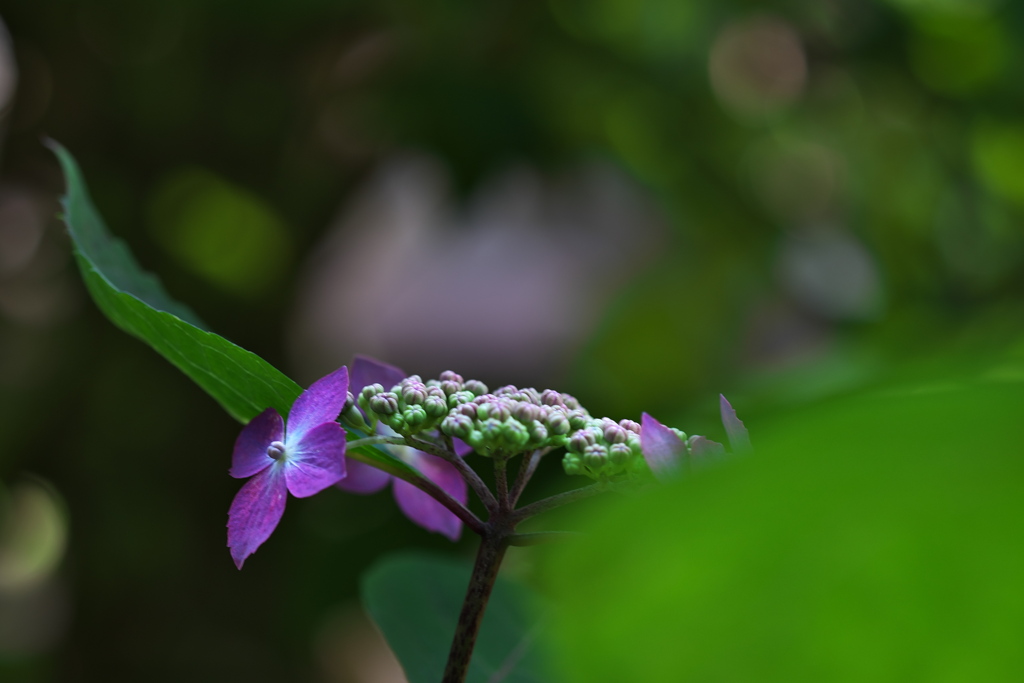 紫陽花（アジサイ）が咲いた２