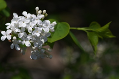 街角に咲く白い花（ムラサキハシドイ）