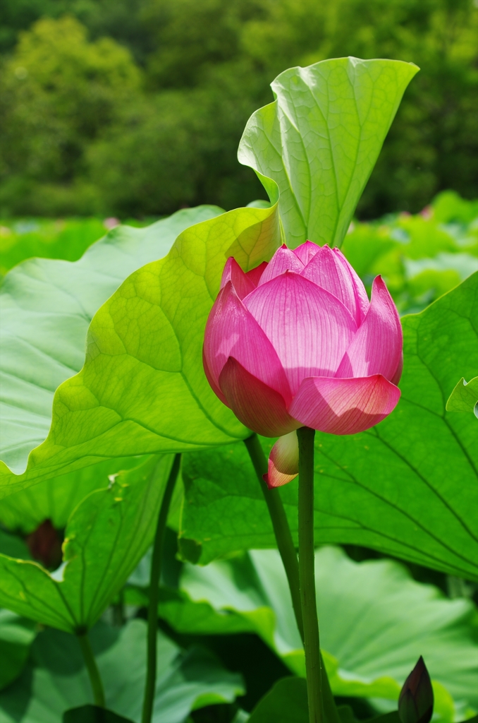 蓮（ハス）の花