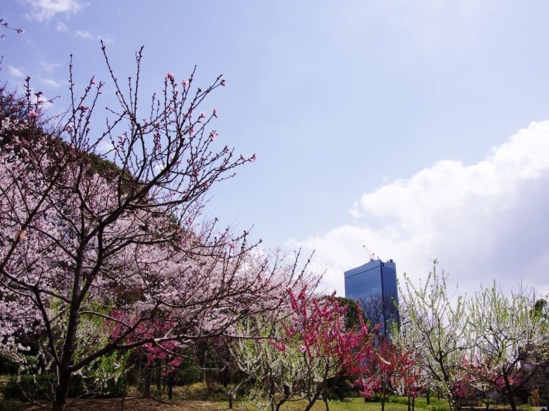 春来る９（毛馬桜之宮公園１藤田邸跡）