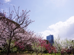 春来る９（毛馬桜之宮公園１藤田邸跡）