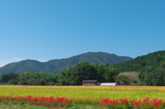 京都・亀岡は彼岸花の里１