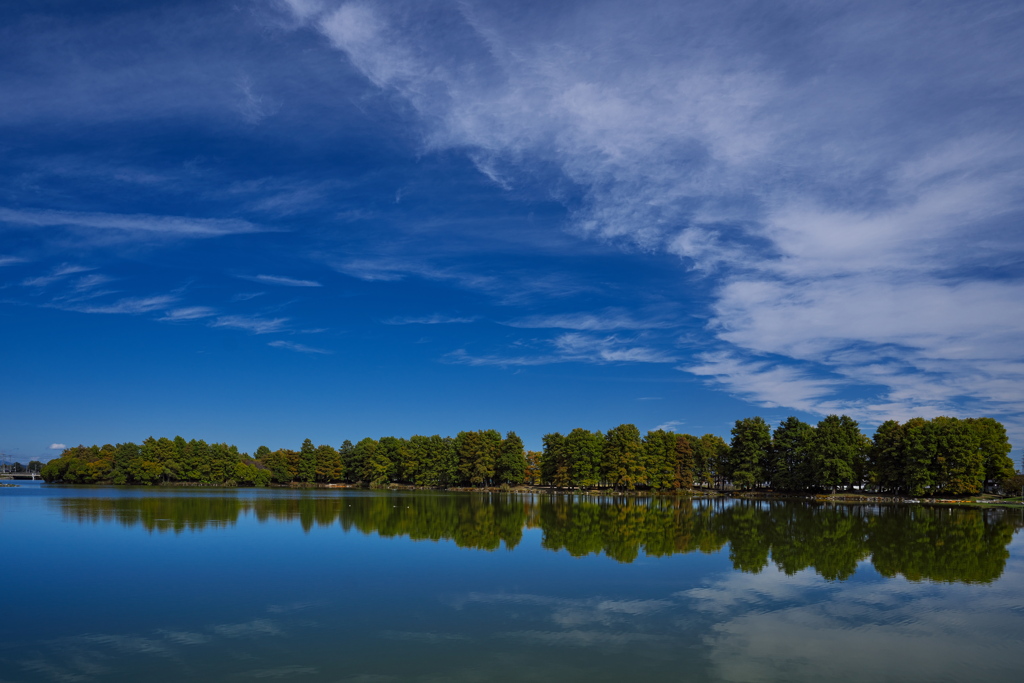 晩秋の天満大池２
