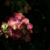 梅雨待ちの紫陽花（アジサイ）５