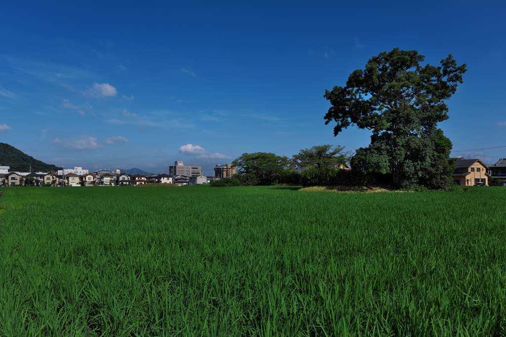 本薬師寺（もとやくしじ）跡