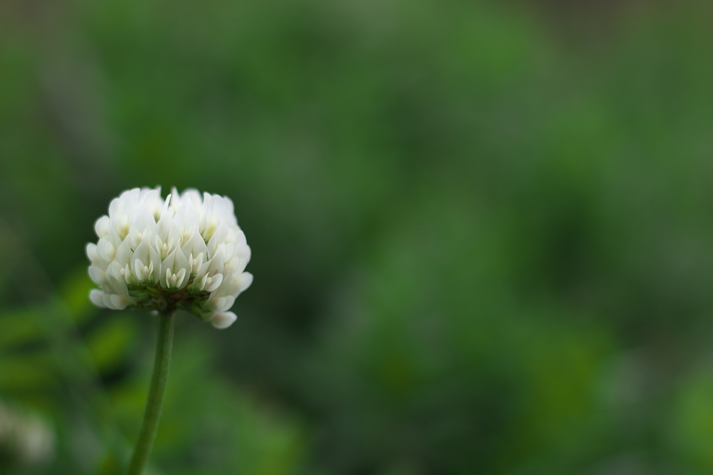畦に咲く野草花（シロツメグサ）