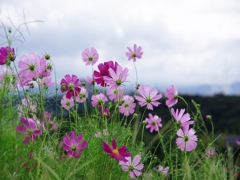 秋の花３「秋桜（コスモス）」