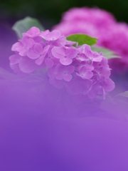 紫陽花は雨が似合う４